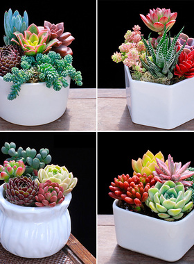 多肉植物组合盆栽新款肉肉绿植含盆土套餐室内花卉办公室净化空气