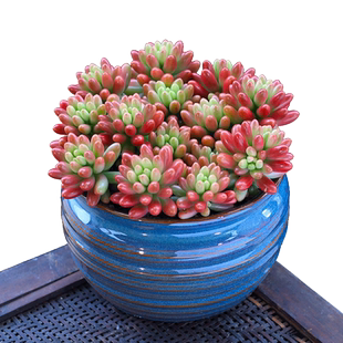 虹之玉锦多肉植物盆栽办公室内绿植花卉萌肉肉植物净化空气