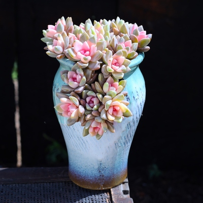 云南直发多肉植物盆栽粉色紫雾