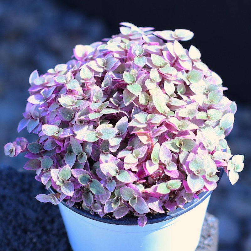 胭脂云多肉植物组合盆栽 稀有室内含盆套餐花超萌新款多肉