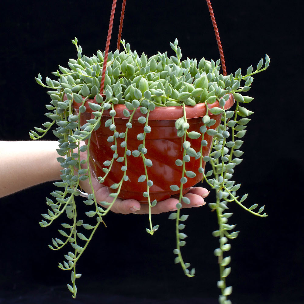 多肉植物情人泪室内客厅挂盆肉肉植物佛珠类盆栽绿植花卉净化空气