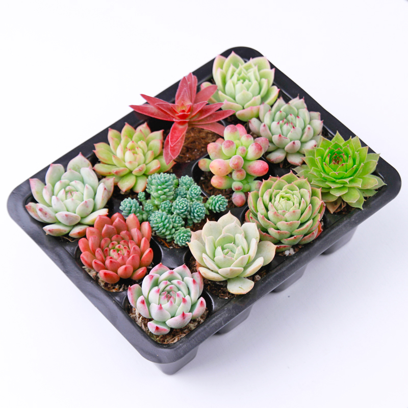 组合多肉植物如美家趣味