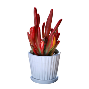 火狐狸盆栽云南直发状态好肉肉植物室内绿植花卉新手套餐多肉植物