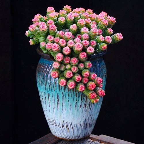 如美家多肉植物盆栽种好