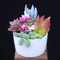 New succulent plant combination potted plant, succulent green plant package with potting soil, indoor flowers, office air purification thumbnail 8