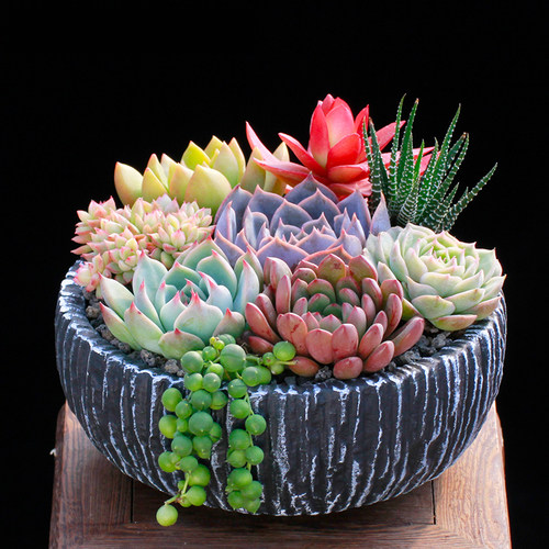 含盆带土成品办公桌阳台多肉植物