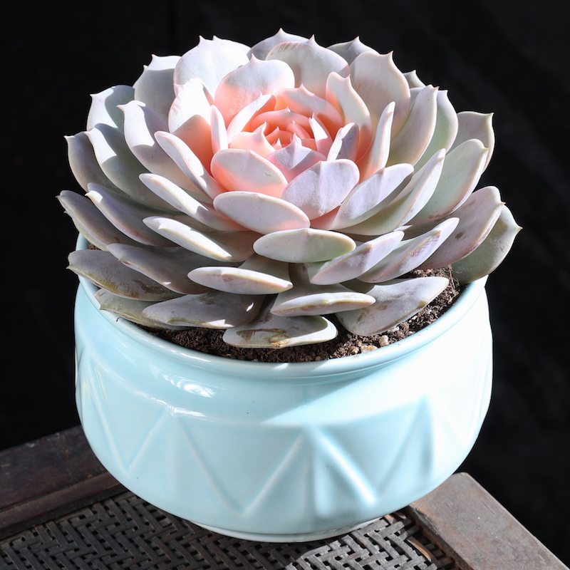 如美家阳台简单趣味粉娜莲