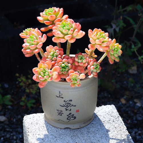 精品多肉植物香格里拉罕见群生