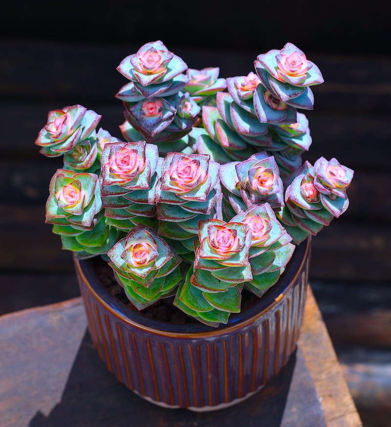 彩色星王子多肉植物盆栽多肉老桩超大组合云南直发