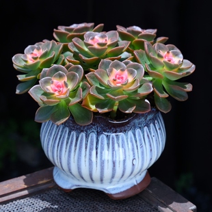 多肉植物盆栽七彩巧克力云南精选肉肉办公室内绿植花卉创意礼品