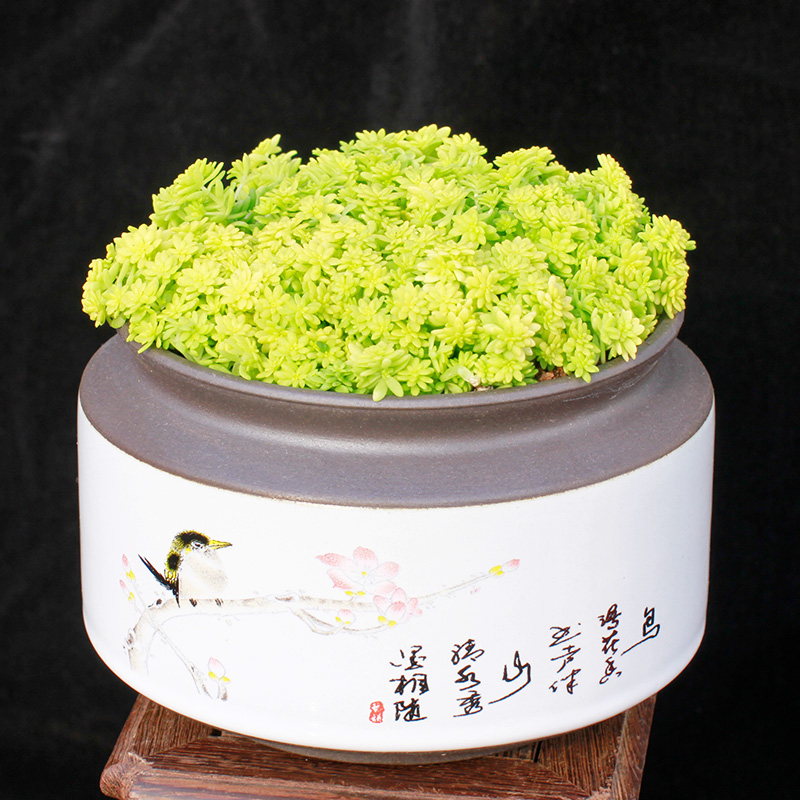 黄金万年草多肉植物爆盆