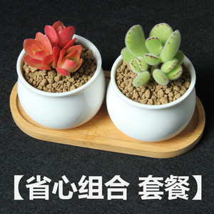 多肉植物组合肉嘟嘟盆栽套餐含盆含土超萌肉肉室内多肉批发