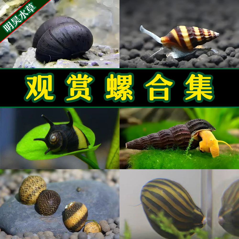 黑金刚螺活体军杀手强效除藻