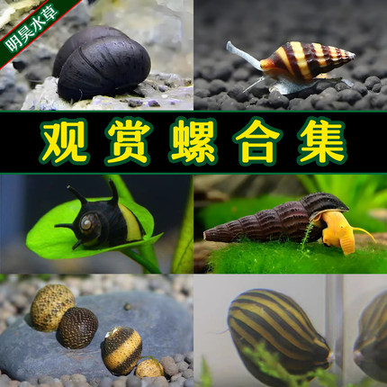 观赏螺苹果螺黄金黑金刚杀手除藻角螺彩蛋斑马淡水小宠物鱼缸冷水