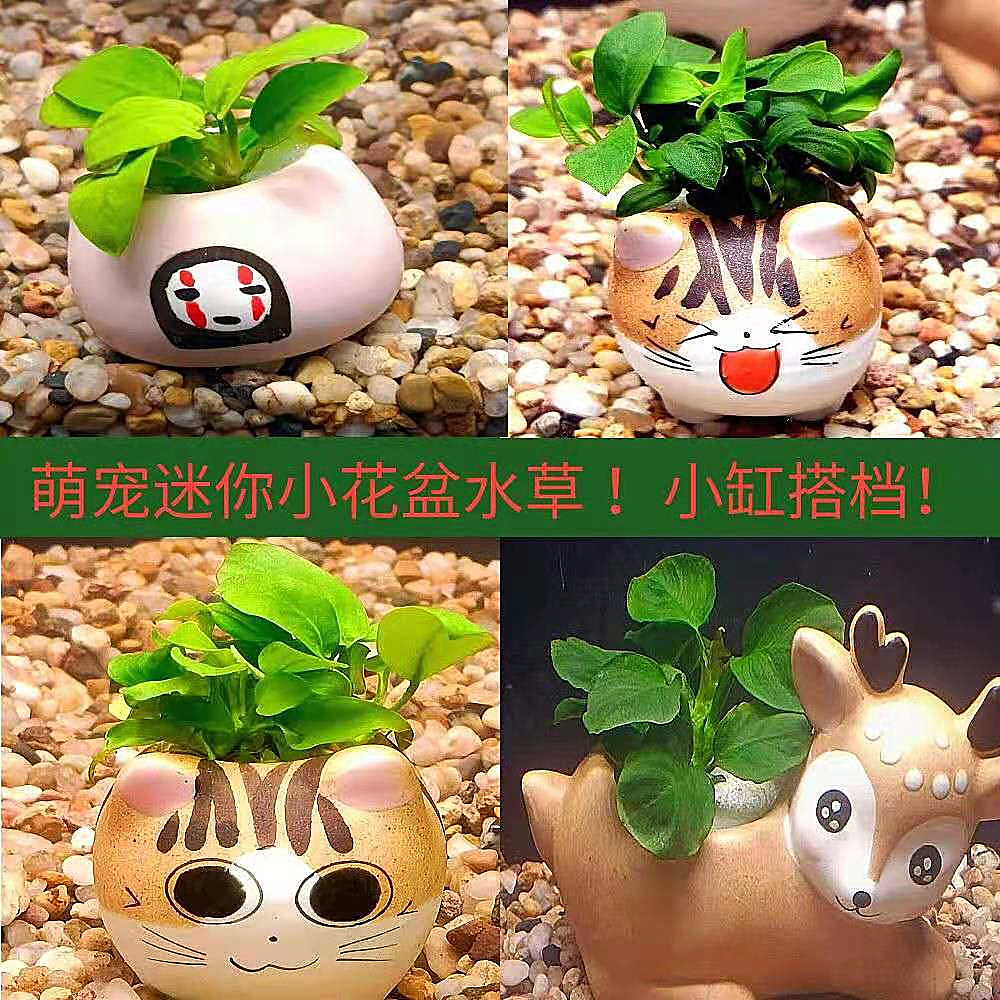 小型植物水草明昊水族