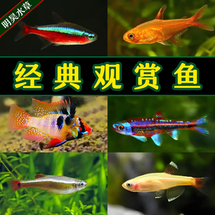 红绿灯热带鱼灯科鱼观赏鱼群游鱼小型鱼宝莲灯红色淡水斑马鱼群游