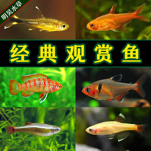 红绿灯热带鱼灯科鱼观赏鱼群游鱼小型鱼宝莲灯红色淡水斑马鱼群游