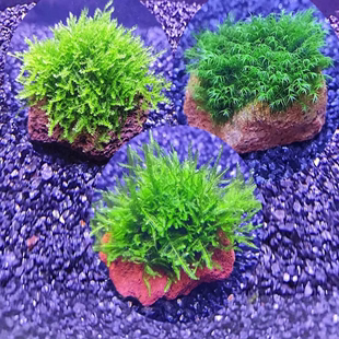 鱼缸明昊水族淡水水草莫斯定植火焰三角松茸美凤珊瑚全场满额 包邮