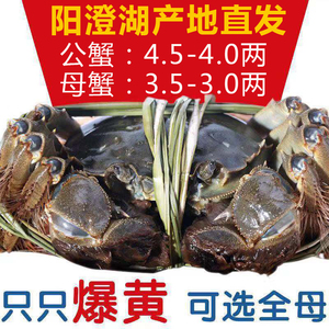 现货阳澄湖大闸蟹鲜活特大公螃蟹4.5-4.0两母蟹3.5-3两10只礼盒水