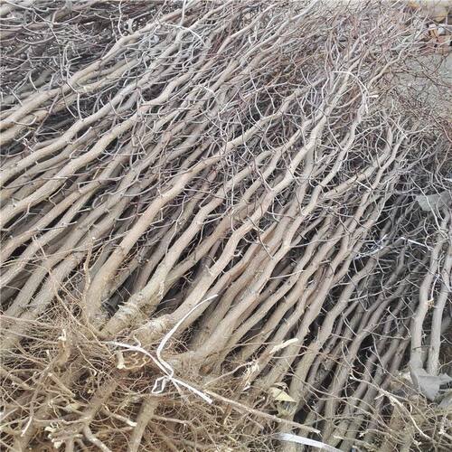 河北沧州正宗金丝小枣（枣树苗）1年的苗