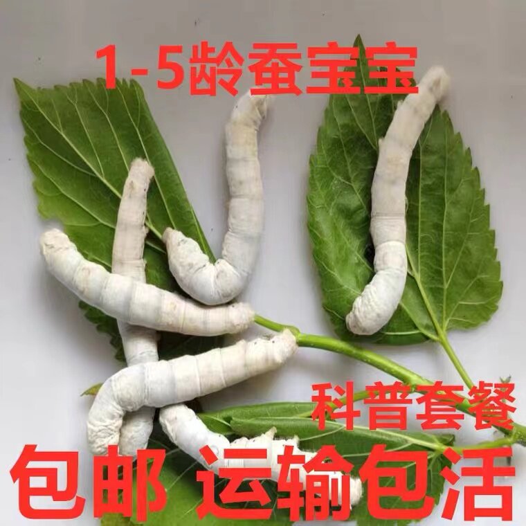 蚕宝宝活体春蚕幼虫活物儿童学生蚕宝宝