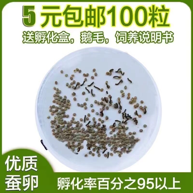 优质春蚕蚕卵蚕宝宝孵化