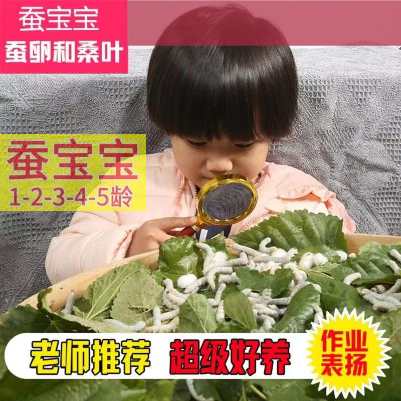 天然活蚕蚕宝宝活体白幼蚕学生养蚕宝宝