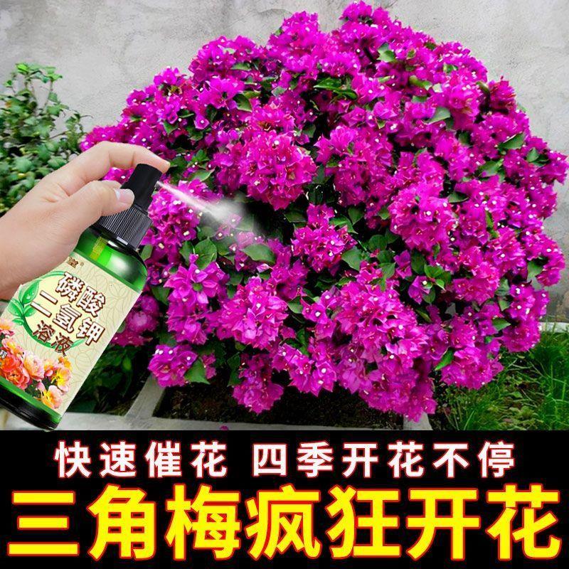 三角梅专用肥硫酸二氢钾四季开花肥料发新芽催花促花营养液正品