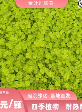 金叶过路黄佛甲草中华景天薄雪万年草庭院绿化植物耐热耐寒过路黄