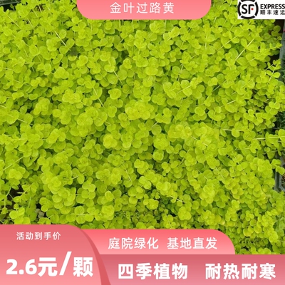 金叶过路黄佛甲草中华景天熊猫堇庭院绿化植物耐热耐寒过路黄
