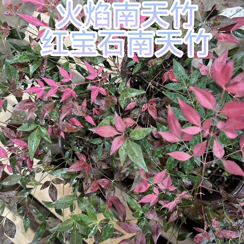 南天竹花苗盆栽宿根绿植多年生耐热耐寒庭院绿化四季