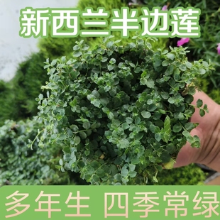 新西兰半边莲花苗盆栽庭院绿化植物开花草坪耐热耐寒多年生宿根