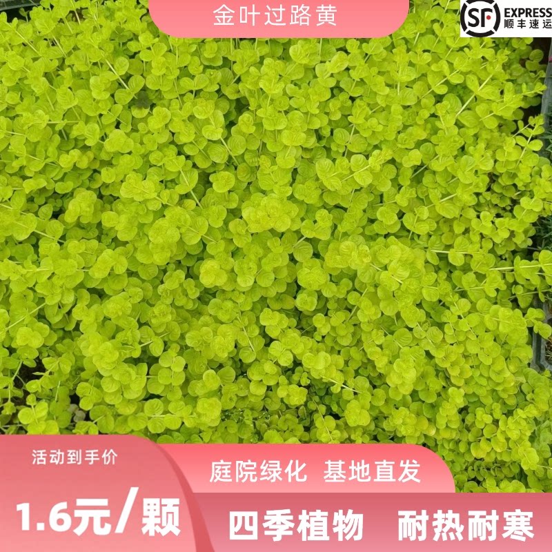 过路黄佛甲草薄雪万年草批发