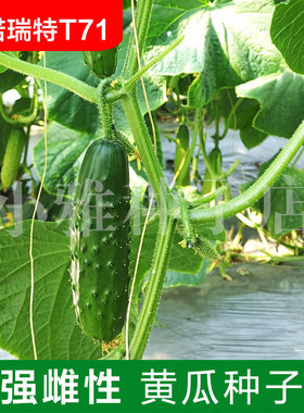 海诺瑞特T71 强雌性杂交黄瓜蔬菜种子露地温室种植高产