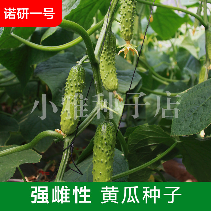 海诺瑞特诺研一号大包大刺强雌性杂交黄瓜蔬菜种子露地温室种植高