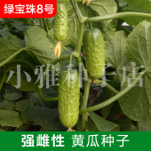 海诺瑞特绿宝珠8号大包大刺水果黄瓜强雌黄瓜蔬菜种子露地温室
