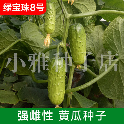 海诺瑞特绿宝珠8号大包大刺水果黄瓜强雌黄瓜蔬菜种子露地温室