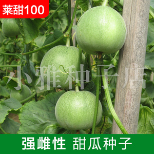 海诺瑞特莱甜100绿皮绿肉杂交甜瓜种子水果种子薄皮高产脆甜