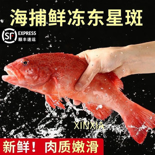 深海进口东星斑鲜活冷冻石斑鱼冰鲜深海燕尾斑东星斑活冻石斑鱼