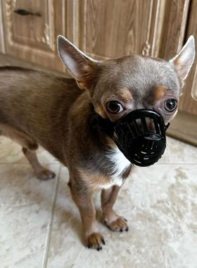 7 Sizes Pet Dog Anti Barking Muzzle for Small Medium Large D