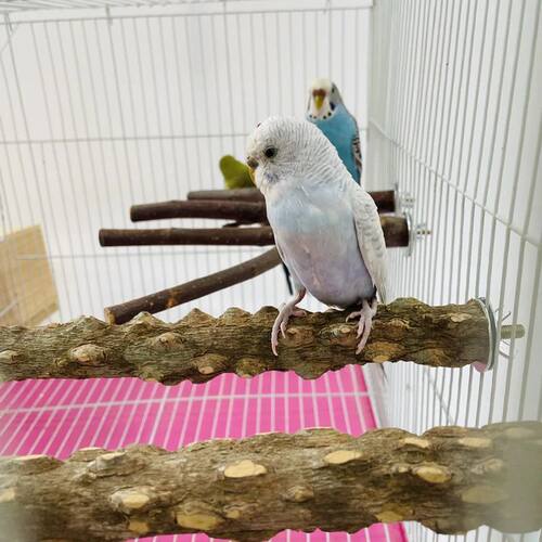 10/15/20cm Birds Accessories Equipment for Parrots Supplies