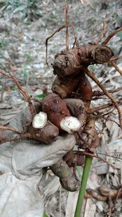 华良姜 多年生可药食用可做种苗 野姜花 包邮 野良姜 四川野生野姜