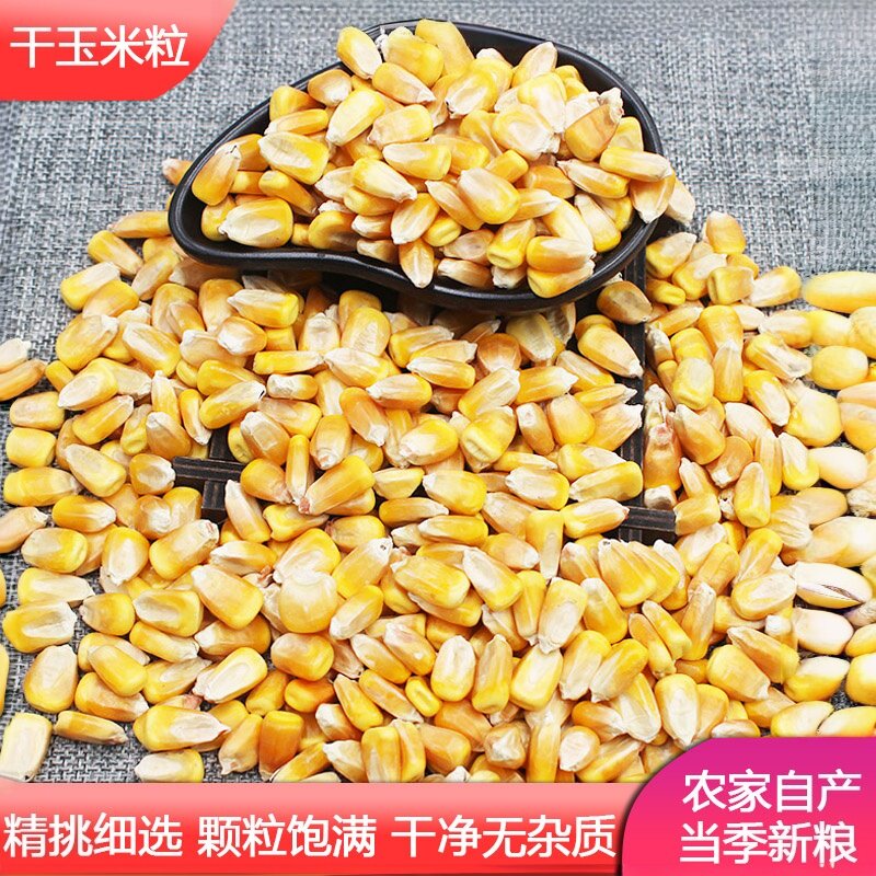 玉米粒干 笨苞米粒 粗粮 鸡鸭鹅鸟鸽子仓鼠家禽宠物饲料 打窝鱼饵