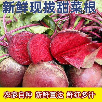 现挖甜菜根2026年新菜坏果包赔