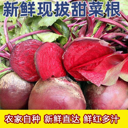 现挖甜菜根2026年新菜坏果包赔