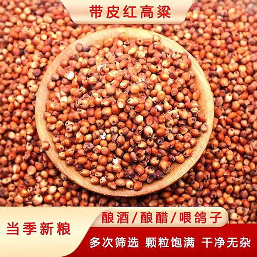 漫泉河带皮红高粱当季新粮