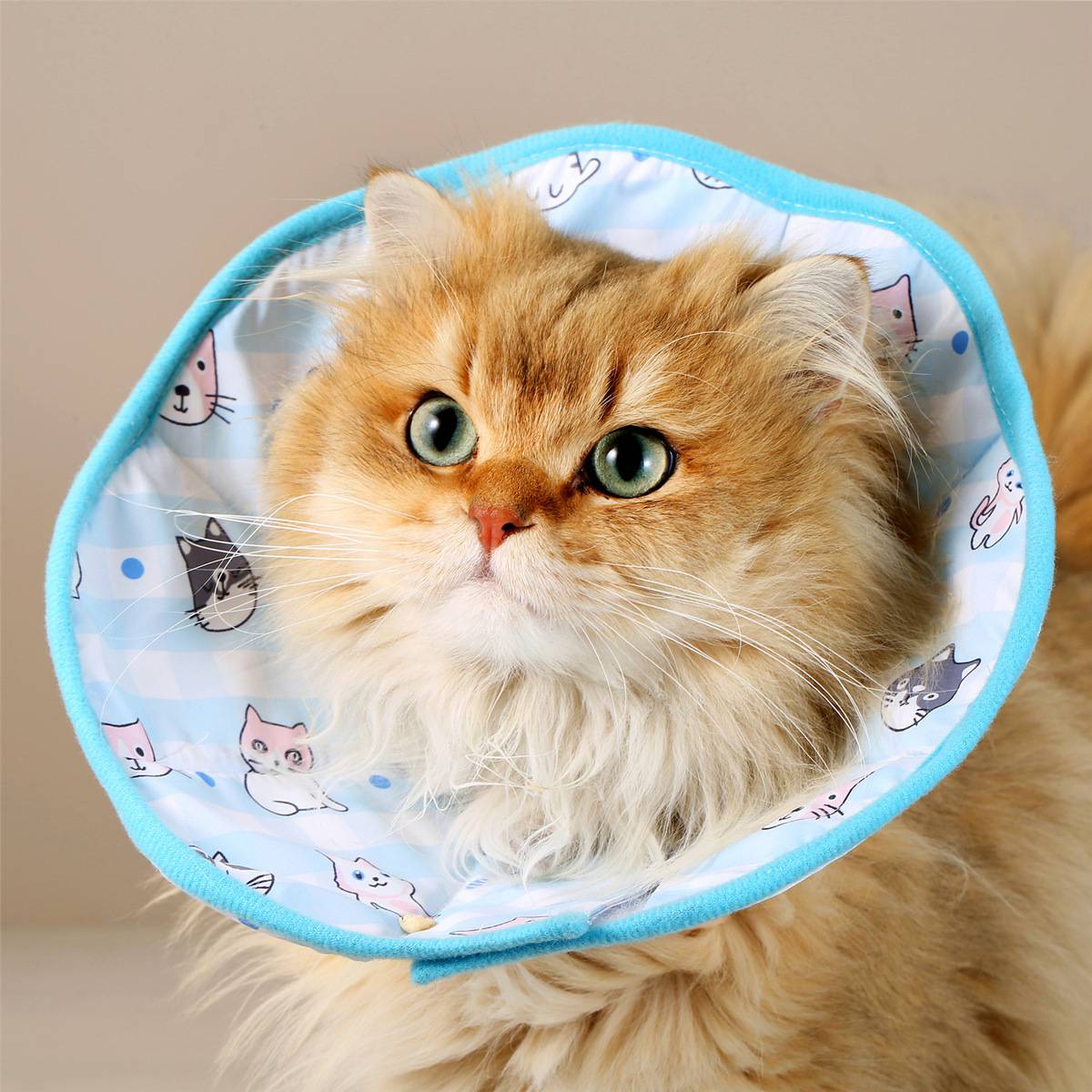 宠物伊丽莎白圈猫咪绝育项圈防舔圈围猫狗脖圈舔不着宠物术后用品