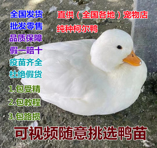 网红进口宠物鸭幼崽 纯种柯尔鸭受精鸭蛋 可孵化 柯达鸭活体鸭苗