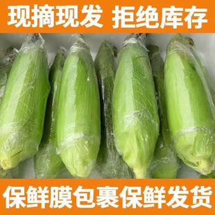重庆白糯玉米新鲜现摘现发新鲜玉米拒绝库存农家玉米棒