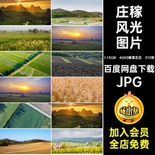 麦田农场高清耕田素材315张风光图片土地肥沃乡村照丰收稻JPG田野